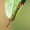 J17_4251 Xanthocnemis zealandica male